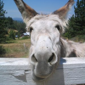 5 Secretos Para Que Tu Uva o Vino Se Recuerde Como Una Resaca A Los 40